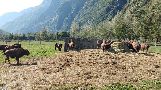 La Ferme des Bisons de l'Oisans